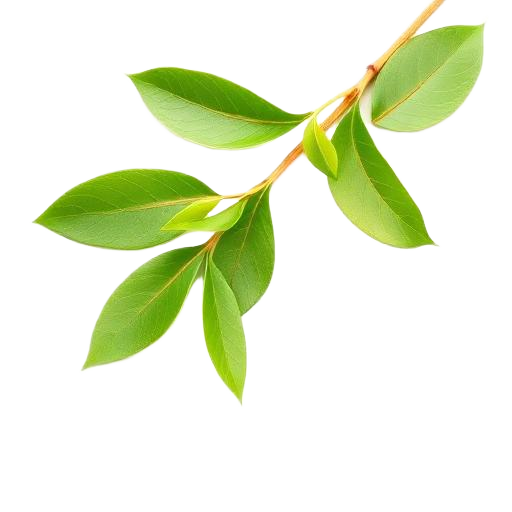 Hojas frescas de té verde